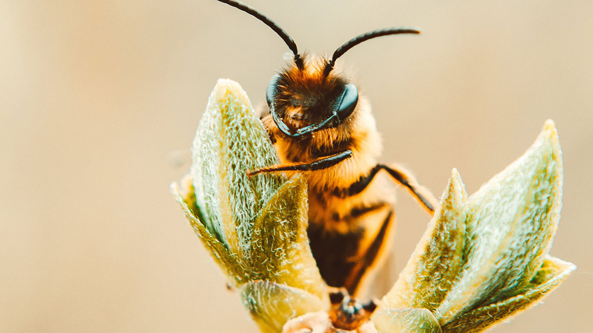 Bienen technologisiert – Hiveopolis, ein smarter Bienenstock